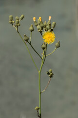Sonchus palustris, commonly known as marsh sowthistle by the side of Lake Todurge