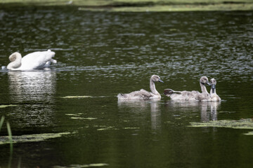 a family of white swans with their gray chicks on a green lake in the city of Bogoroditsk