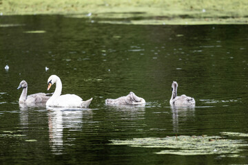 a family of white swans with their gray chicks on a green lake in the city of Bogoroditsk