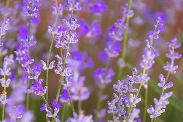 Fototapeta na wymiar Violet purple lavender field close-up. Flowers in pastel colors at blur background