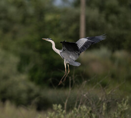gray heron near the lake with reeds in search of food at sunset