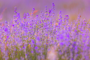 Naklejka premium Lavender purple flowers close-up on a blurred background, field