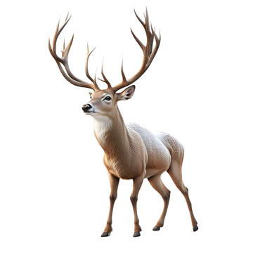 Deer On Transparent Background