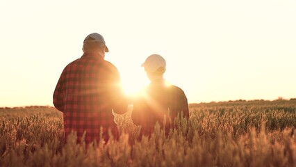 two farmers work sunset wheat field. work farmer agronomist tablet wheat field. farm sunset....