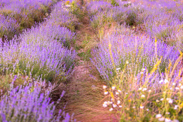 Lavender purple flowers row close-up, summer field