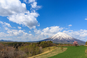 Obraz premium 北海道京極町、望羊の丘に咲く一本桜と羊蹄山【5月】