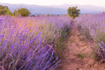Lavender purple flowers field background, summer scene