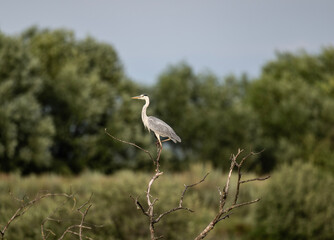 gray heron near the lake with reeds in search of food at sunset