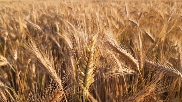 Field of ripe barley sways in the wind. Background.