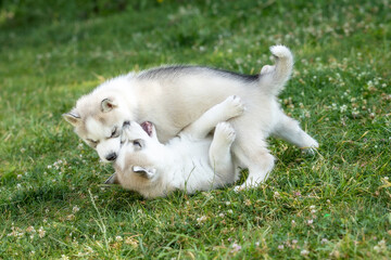 Two Siberian Husky dog puppies play outdoors in the grass