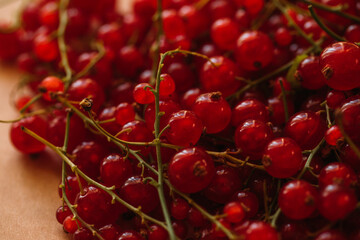 red currant berries