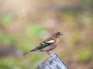 Common chaffinch, Fringilla coelebs, sits on a tree. Common chaffinch in wildlife.