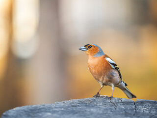 Common chaffinch, Fringilla coelebs, sits on a tree. Common chaffinch in wildlife.