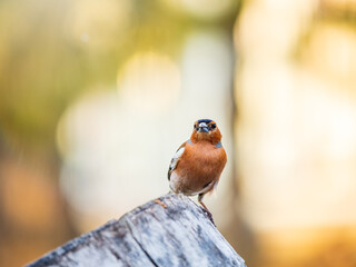 Common chaffinch, Fringilla coelebs, sits on a tree. Common chaffinch in wildlife.