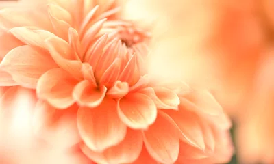 Deurstickers ダリアの花びらのクローズアップ © KEIKO
