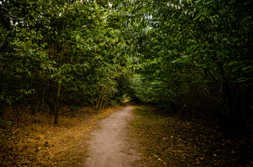 Fototapeta premium forest, dirt path with lots of plants around
