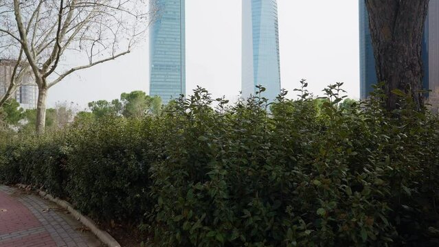 Row of green bushes on alley at background of urban glass skyscrapers. Plants growing on city street in the morning outdoors