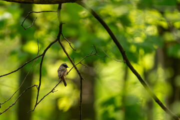bird on a branch