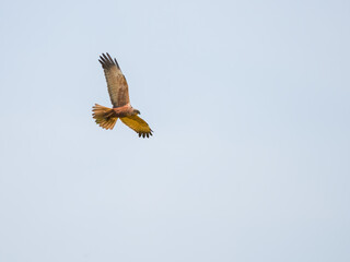 Male Marsh Harrier (circus aeruginosus) Searching for Prey