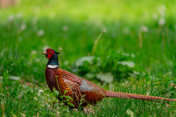 Pheasant on the grass