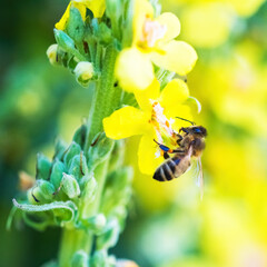 Bee gathering nectar and pollen on yellow flowers