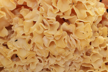 A wild edible fungus Wood Cauliflower (Sparassis crispa) close up. It has a yellowish creamy wavy...