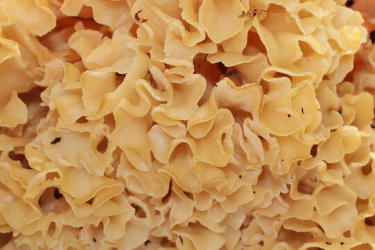 A wild edible fungus Wood Cauliflower (Sparassis crispa) close up. It has a yellowish creamy wavy surface, resembling lasagna noodles or sponge. Also known as Cauliflower mushroom.