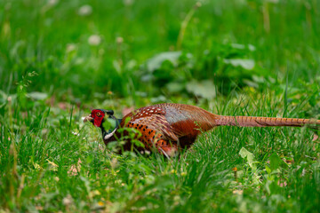 Pheasant on the grass