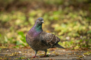 pigeon in the park