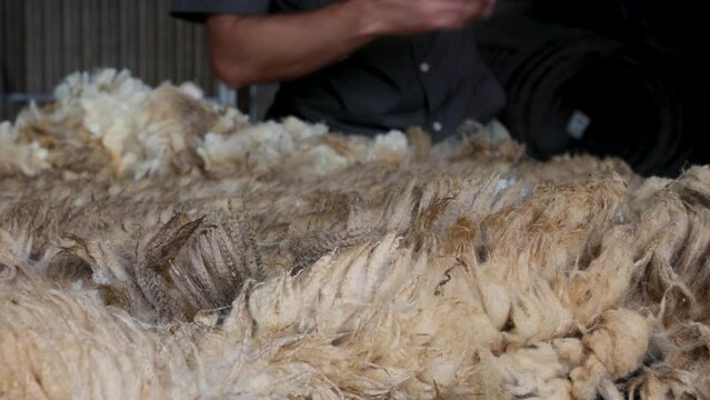 Hands of Caucasian male farmer sorting sheep wool, Closeup