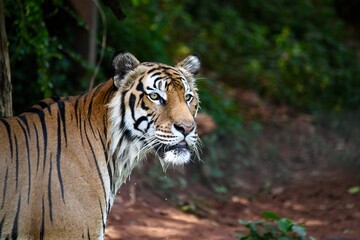Fototapeta na wymiar Bengal tiger, Royal bengal tiger in forest.