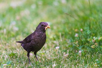 Male blackbird with grubs. Garden bird collecting insect food.