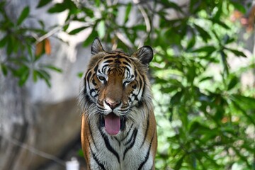 Bengal tiger, Royal bengal tiger in forest.