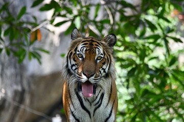 portrait of a bengal tiger