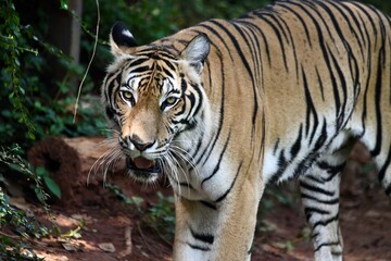 Bengal tiger, Royal bengal tiger in forest.