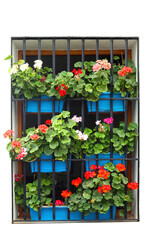 Window completly covered by flowerpots with Pelargonium, typical window decoration in Cordoba, Andalusia, Spain - 626827433