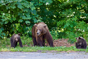 The brown bear Photographed in Transfagarasan, Romania. A place that became famous for the large number of bears.