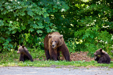 The brown bear Photographed in Transfagarasan, Romania. A place that became famous for the large number of bears.