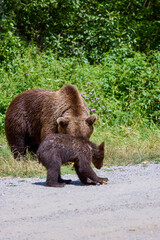 The brown bear Photographed in Transfagarasan, Romania. A place that became famous for the large number of bears.
