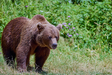 The brown bear Photographed in Transfagarasan, Romania. A place that became famous for the large number of bears.