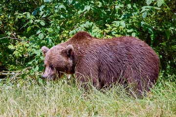 The brown bear Photographed in Transfagarasan, Romania. A place that became famous for the large number of bears.