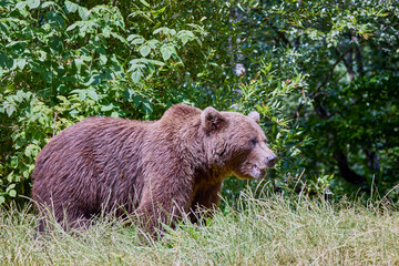 The brown bear Photographed in Transfagarasan, Romania. A place that became famous for the large number of bears.