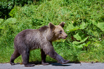 The brown bear Photographed in Transfagarasan, Romania. A place that became famous for the large number of bears.