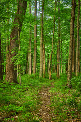 Fototapeta na wymiar Dirt trail, game trail, path through forest, summer green trees, underbrush, plant life, deer trail