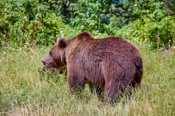 The brown bear Photographed in Transfagarasan, Romania. A place that became famous for the large number of bears.