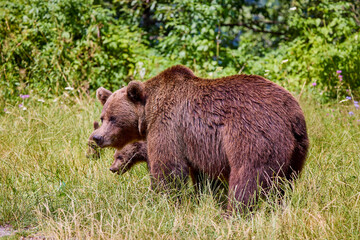 Obraz na płótnie Canvas The brown bear Photographed in Transfagarasan, Romania. A place that became famous for the large number of bears.