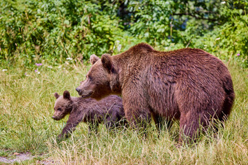 Plakat The brown bear Photographed in Transfagarasan, Romania. A place that became famous for the large number of bears.