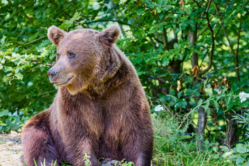 Obraz premium The brown bear Photographed in Transfagarasan, Romania. A place that became famous for the large number of bears.