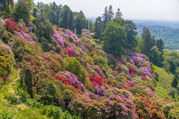 The rhododendron hill in the park of Burcina 