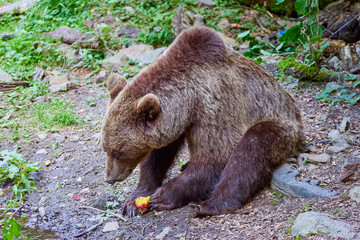 The brown bear Photographed in Transfagarasan, Romania. A place that became famous for the large number of bears.